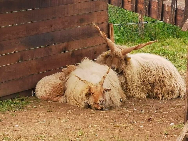 Un mouton dans la ville - Éco-Pâturage