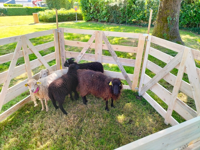 L'Éco-Pâturage avec Un Mouton dans la Ville - Bretagne - Morbihan